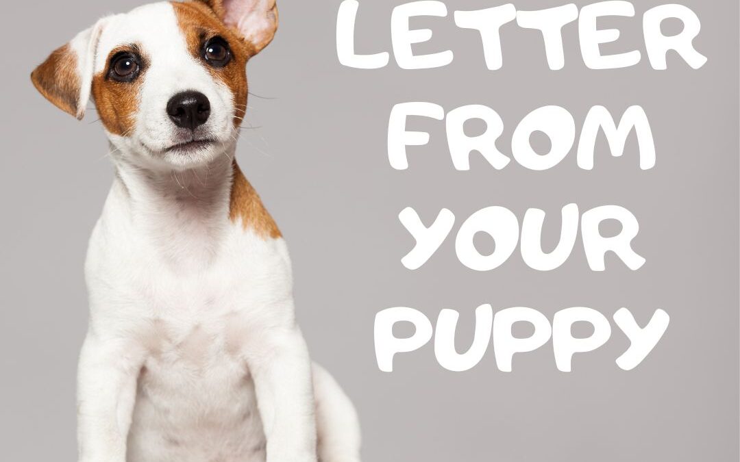 a graphic of a photo of a puppy jack russell terrier. the dog is sitting down and has one ear pointing up and the other flopped down. The text is white on a medium grey background in a fun font and reads: A letter from your puppy