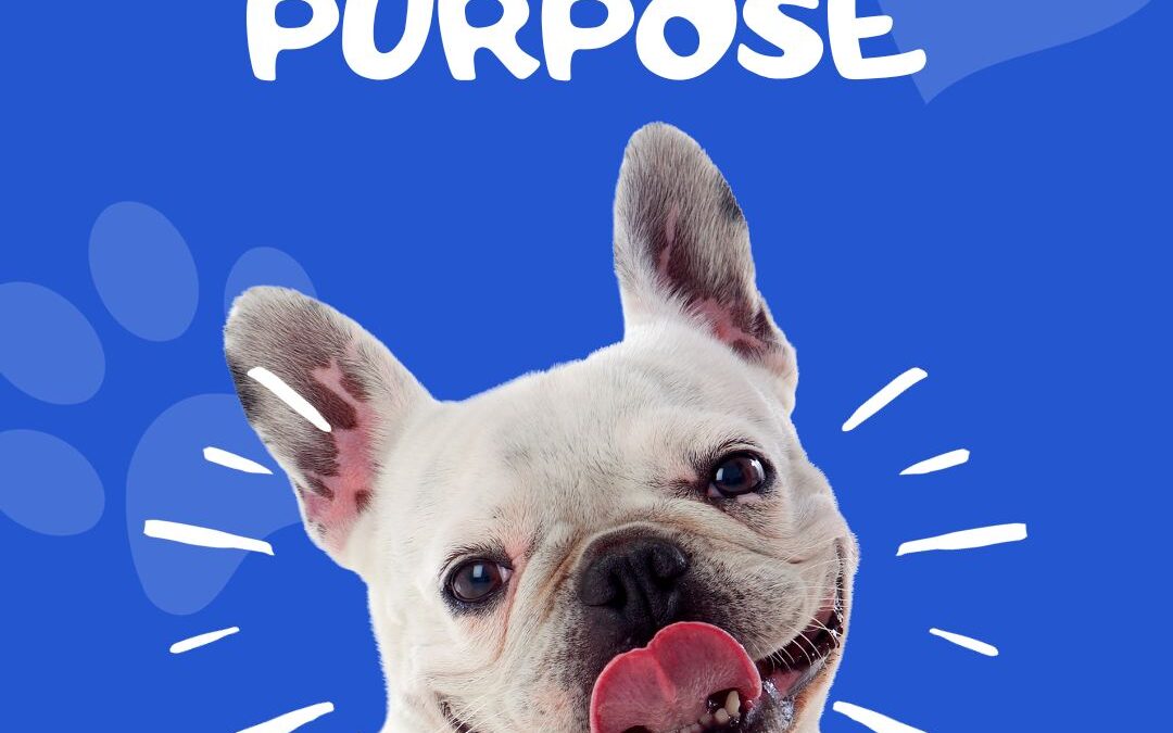 graphic of a white french bulldog with its tongue out and smiling. The text is white on a bright blue background in a fun font and reads: A dog's purpose