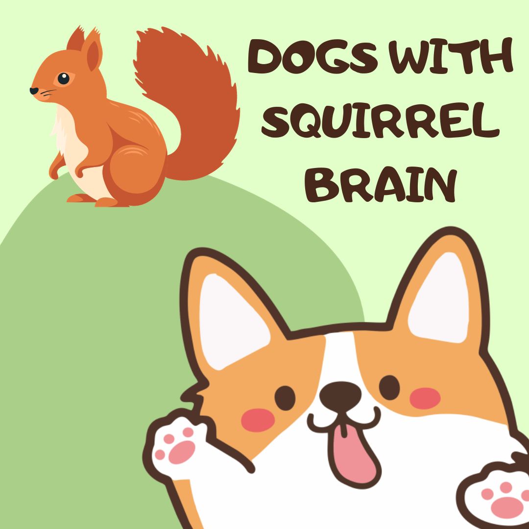 Dogs with Squirrel Brain: Hi, my name is Ewe – and I have squirrel brain.