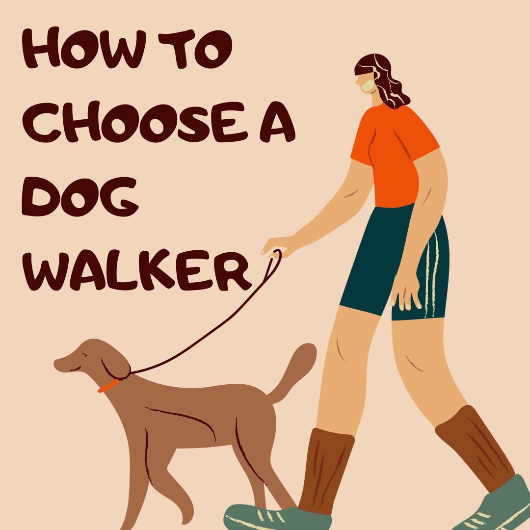 How to Choose a Dog Walker