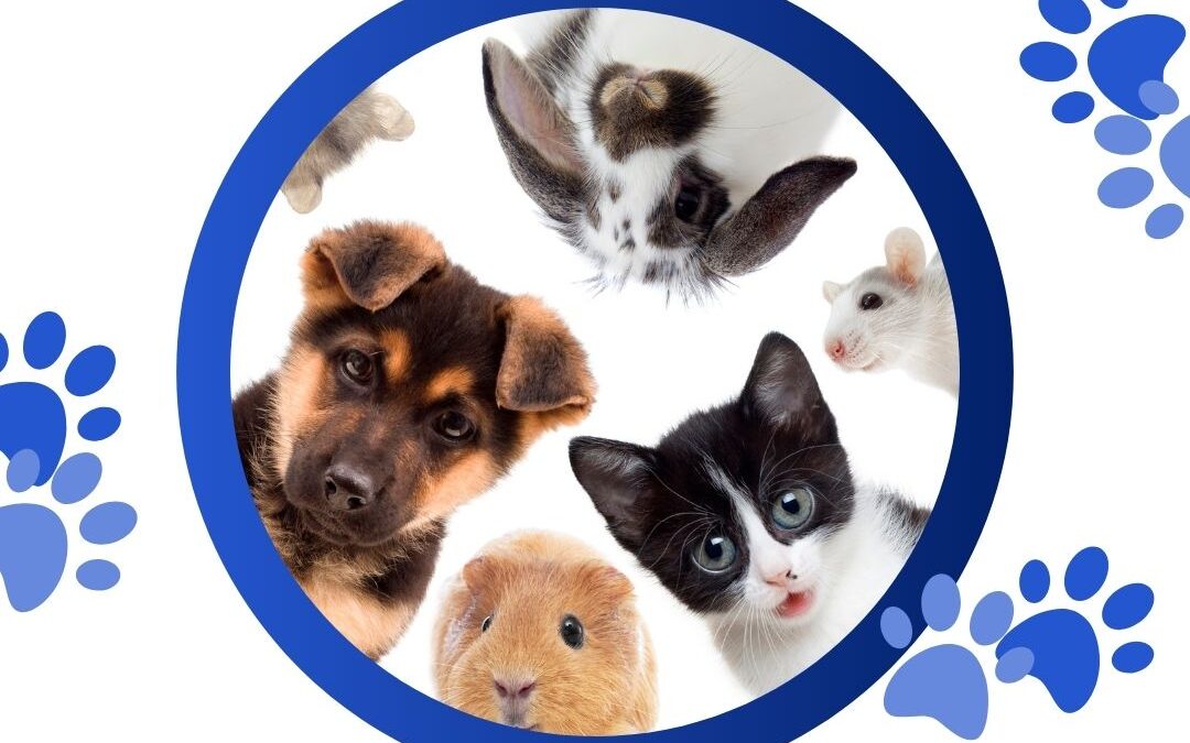 graphic of pets in a circle looking down at the camera. There's a bunny, hamster, mouse, guinea pig, cat, and dog. There are blue paw prints around the outside of the graphic. The text is bright blue on a white background and reads: how to choose a pet sitter