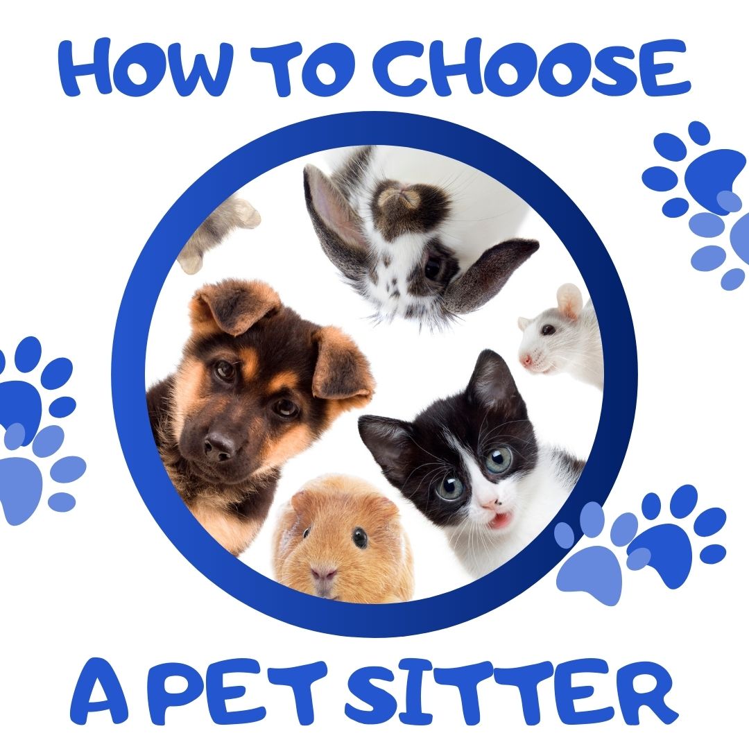 How to Choose a Pet Sitter