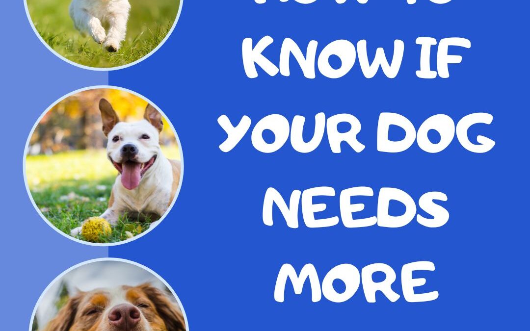 graphic of three circles on the left. Inside each circle is a photo of a dog playing, running, or smiling. The background is bright blue and has white text that reads: how to know if your dog needs more exercise