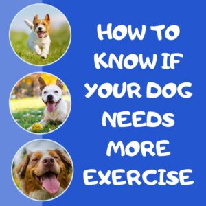 graphic with three circles down the left side. In each circle is a dog playing, running, or smiling. The text is white on a bright blue background and reads: how to know if your dog needs more exercise