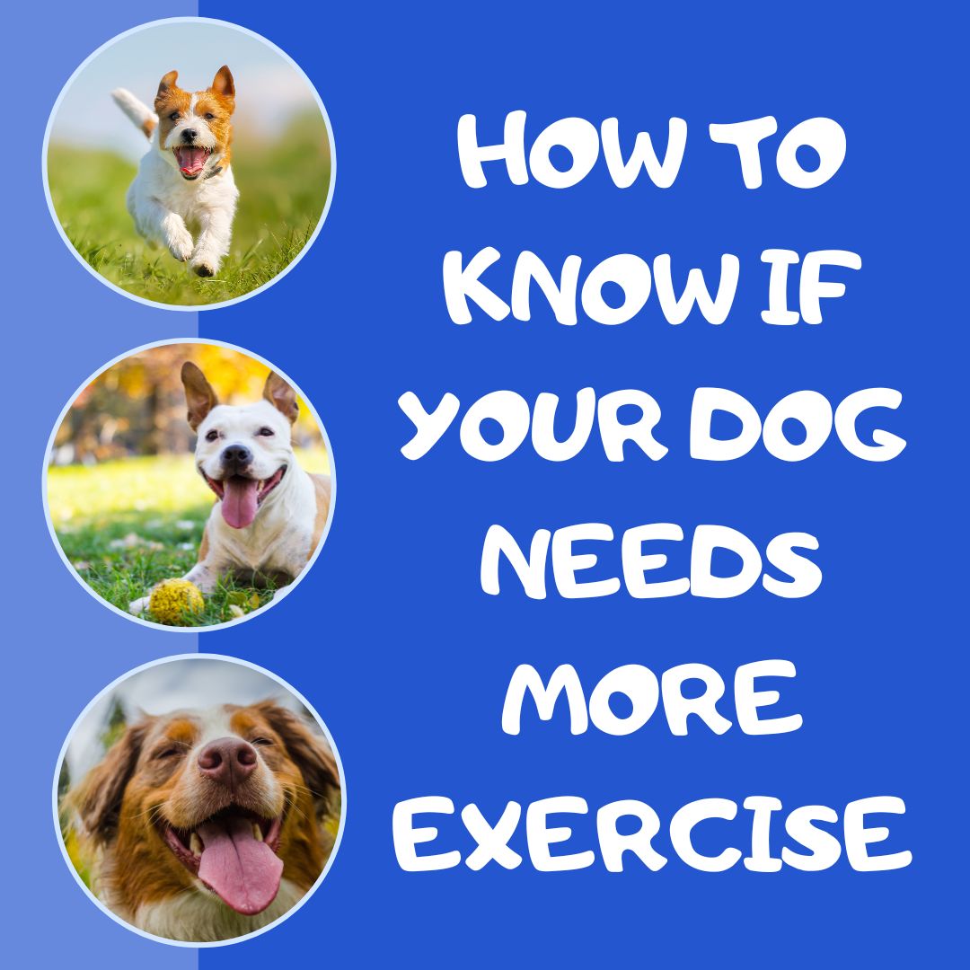 Signs a Dog Needs More Exercise