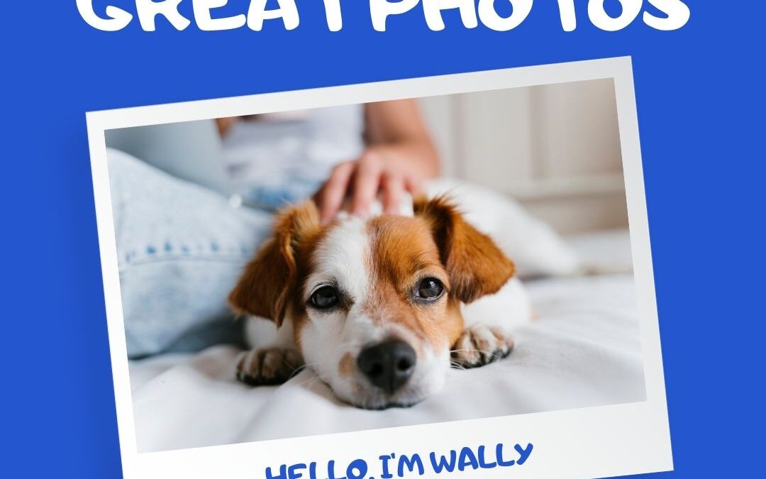 graphic of a polaroid of a small dog. The dog is laying down and looking at the camera and there is a person in the background petting the dog. The bottom of the polaroid says, "Hello, I'm Wally." The whole graphic is on a bright blue background. There is white text that reads: How to take great photos of your pet