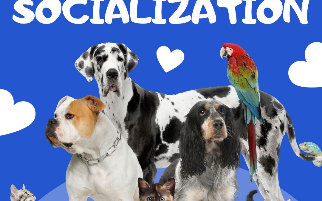 graphic of photo of a group of pets on a bright blue background. In the photo are three little kittens, three larger dogs, a parrot, and a blue iguana. There are white hearts on the graphic around the photo of the pets. There is white text that reads: why pets need socialization