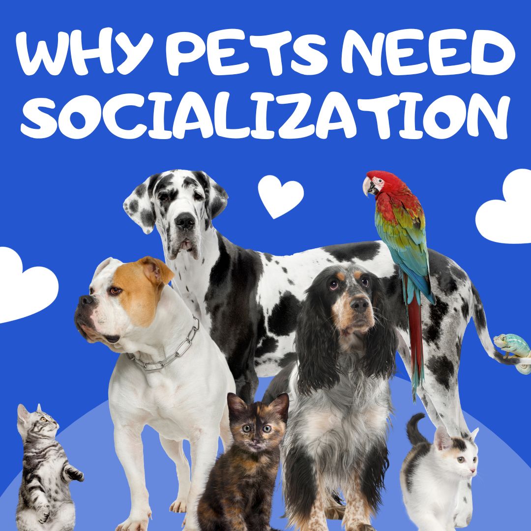 Why Dogs and Cats Need Socialization