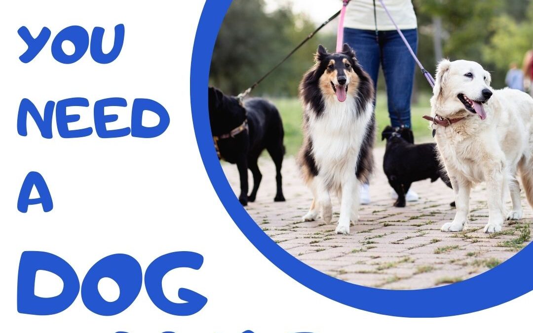 graphic of a woman holding the leashes for forr dogs: a dachshund, a golden retriever, a collie, and a black labrador. The backround is in a park, on a brick paved path. The text is in bright blue on a white background and reads: why you need a dog walker.