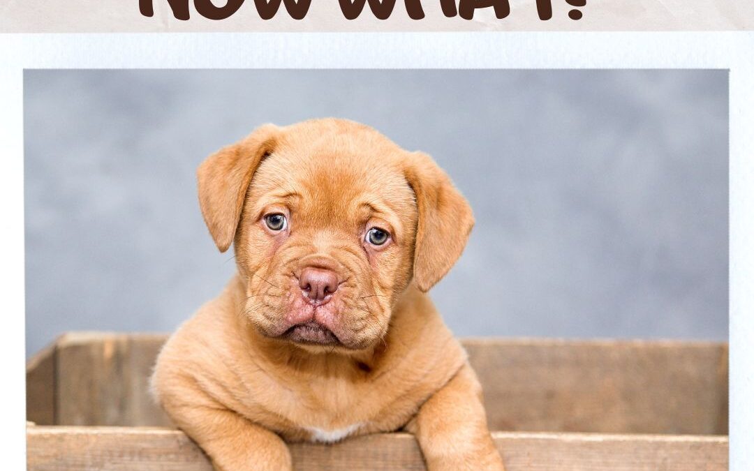 We just got a puppy… Now what?