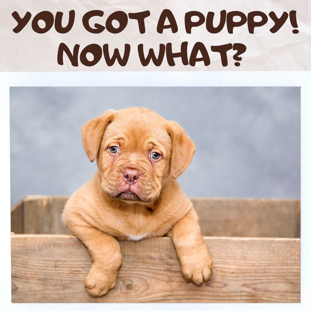 We just got a puppy… Now what?