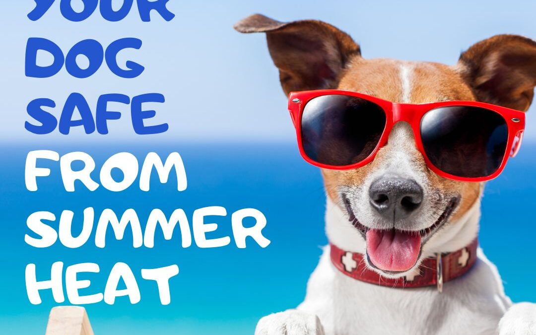 Keeping Your Dog Safe: Tips to Beat the Summer Heat