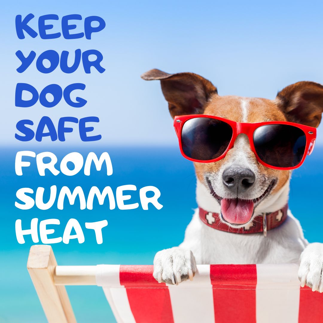 Keeping Your Dog Safe: Tips to Beat the Summer Heat