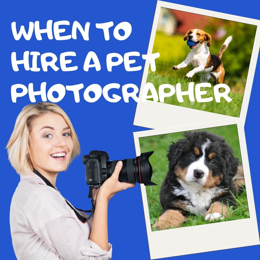 When (& Why!) to Hire a Pet Photographer