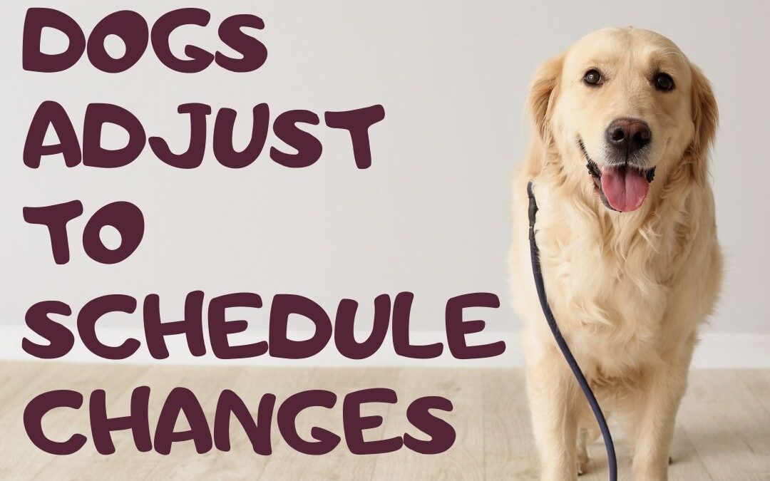 Back to School & Dogs: Helping Dogs Adjust to Changing Schedules