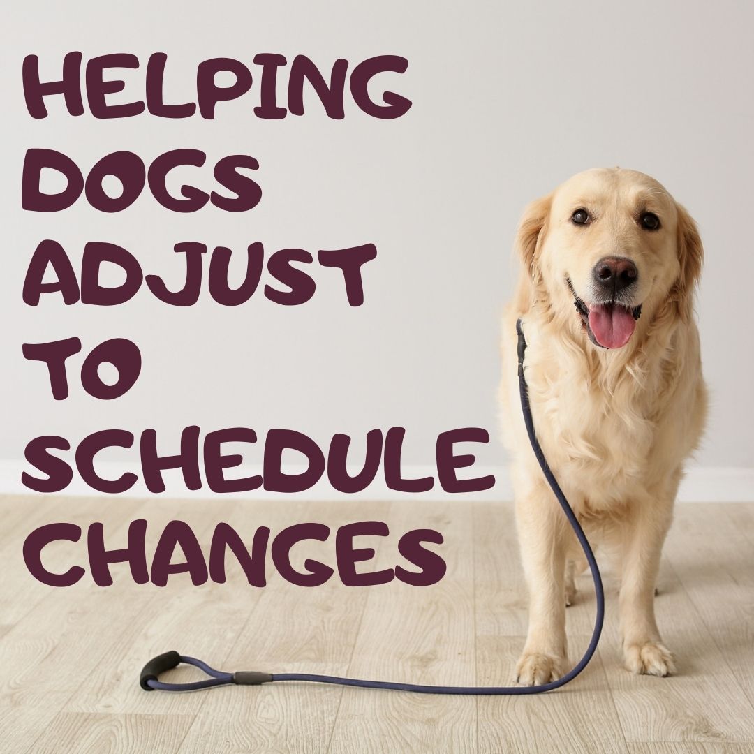 Back to School & Dogs: Helping Dogs Adjust to Changing Schedules