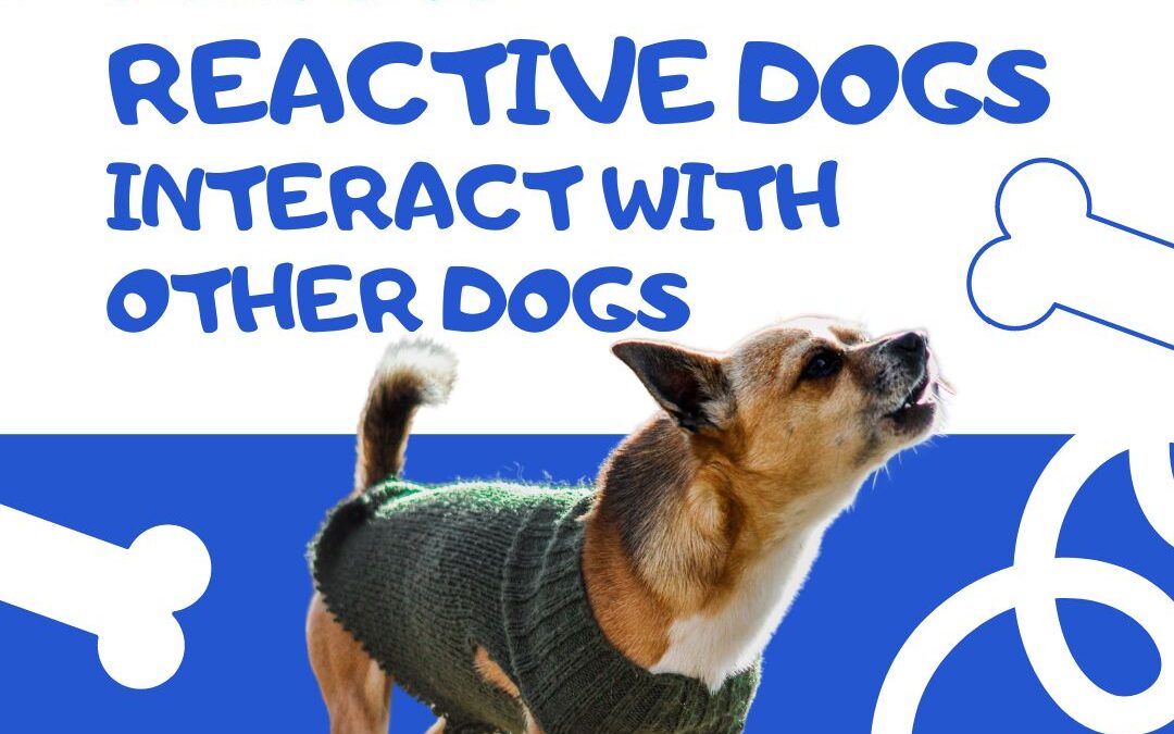 Helping Reactive Dogs Interact with Other Dogs