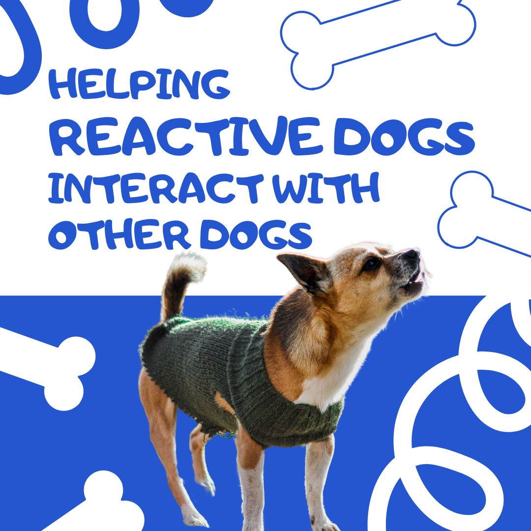 Helping Reactive Dogs Interact with Other Dogs