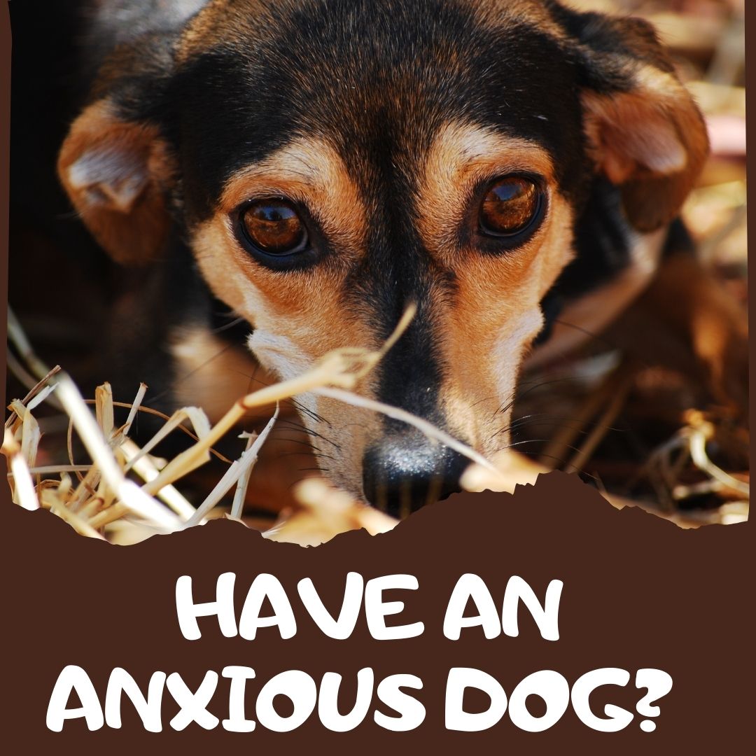 Have an Anxious Dog? Maybe They Just Need More Exercise!