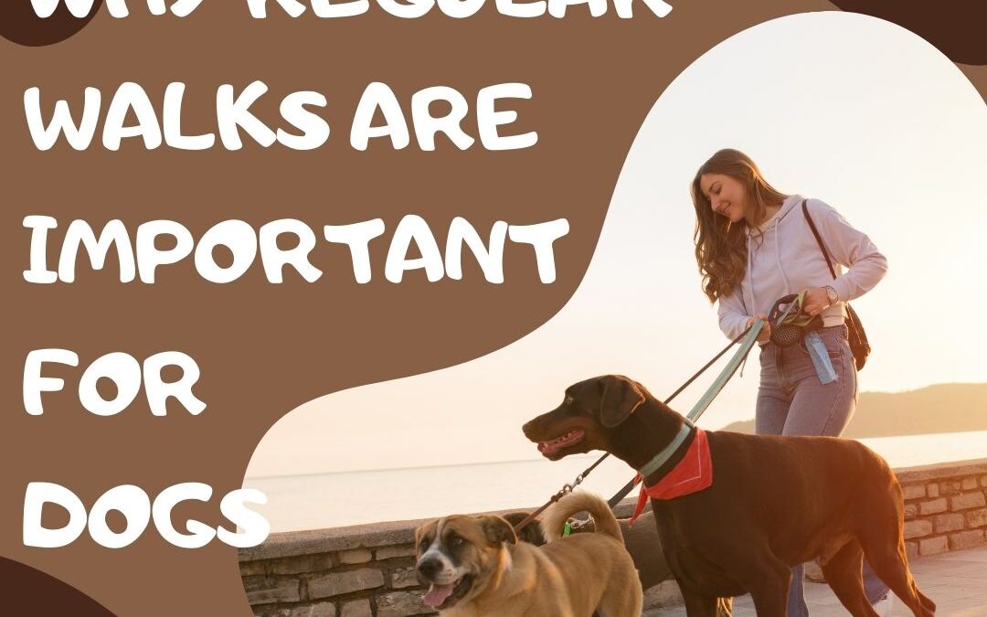 Why Regular Walks are Important for Dogs and their Socialization