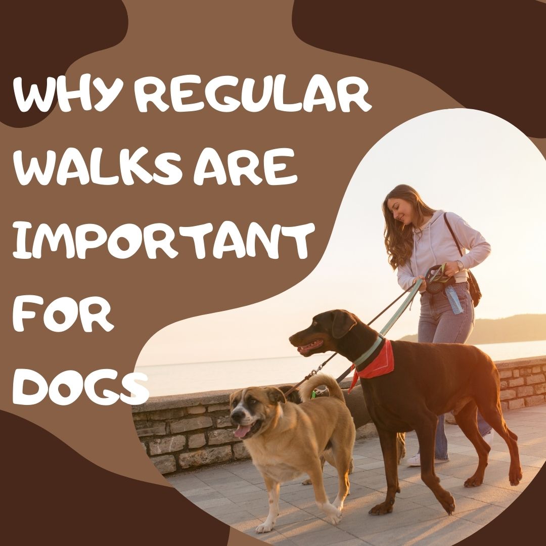 Why Regular Walks are Important for Dogs and their Socialization