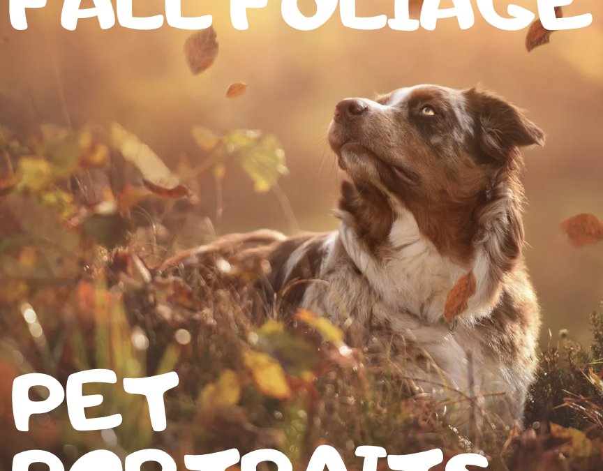 Pet Portraits with Fall Foliage