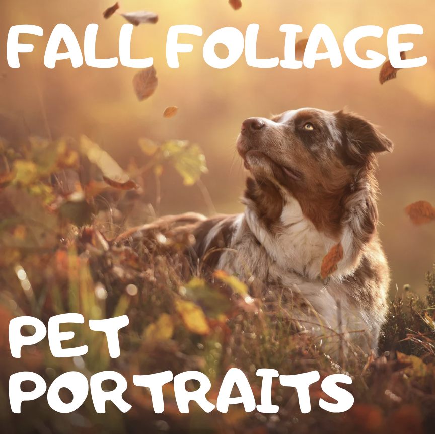 Pet Portraits with Fall Foliage