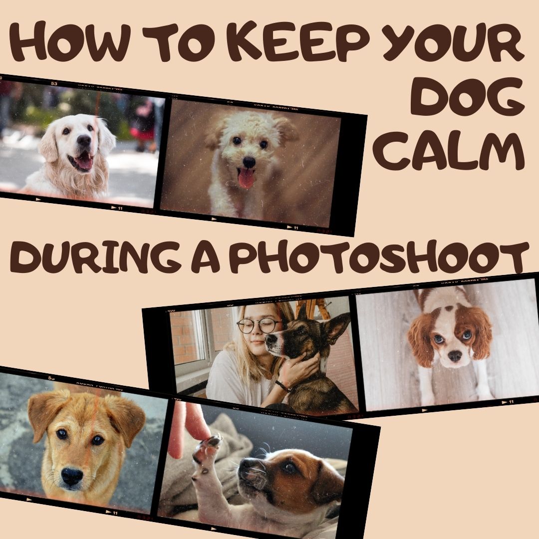 How to Keep Your Dog Calm for a Photoshoot