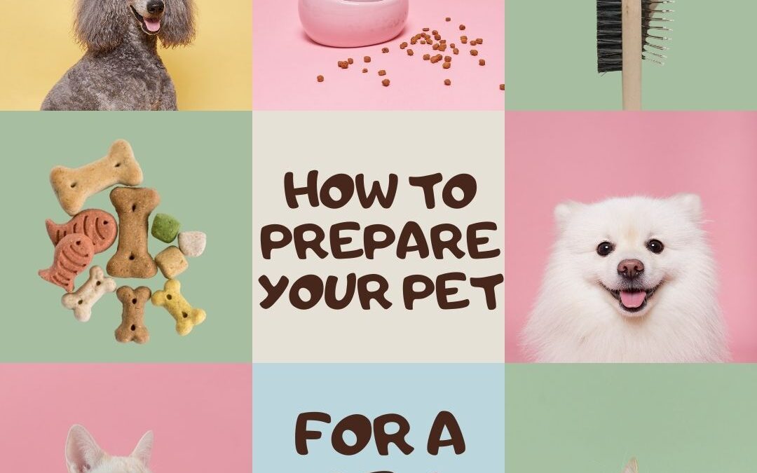 How to Prepare for a Pet Sitter Visit