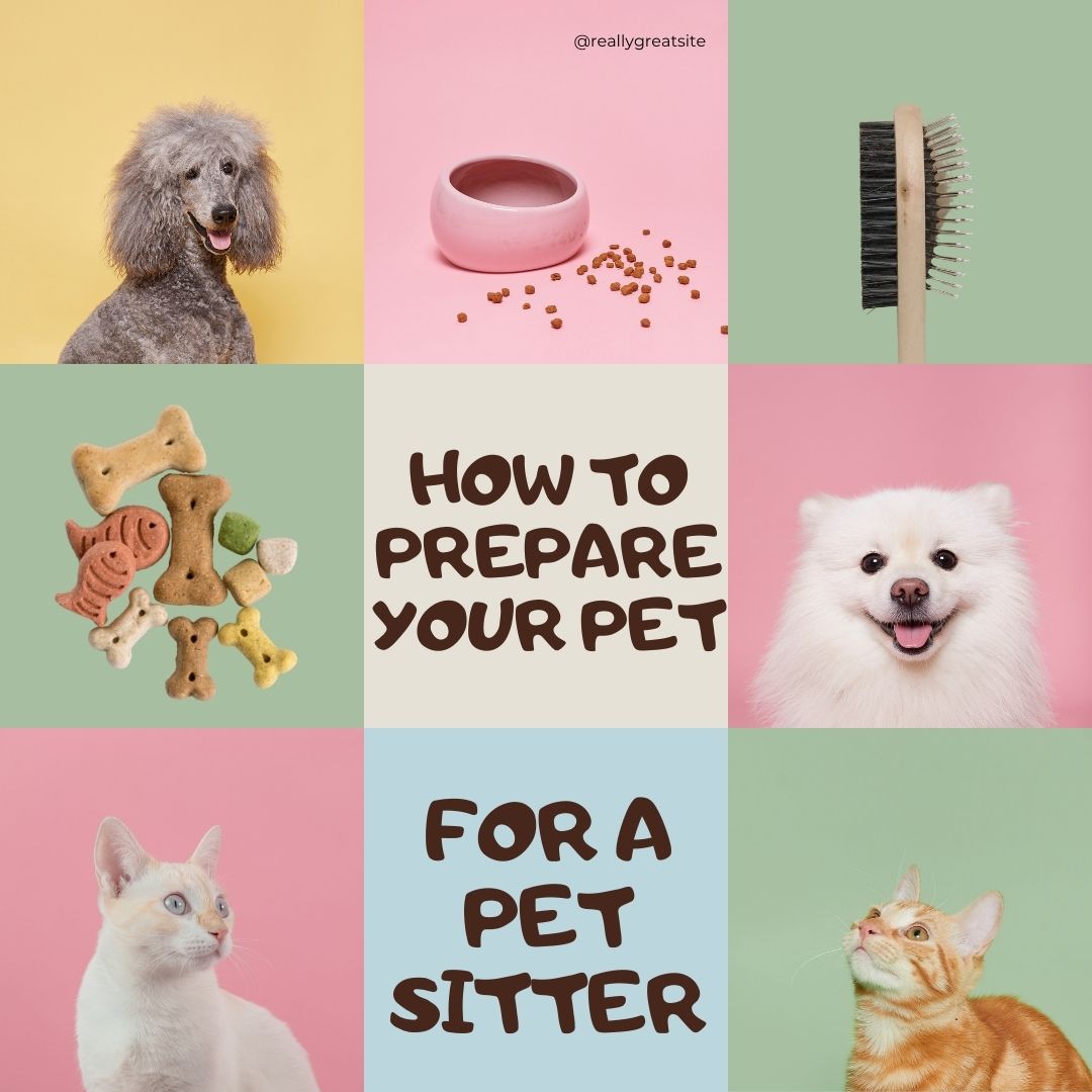 How to Prepare for a Pet Sitter Visit