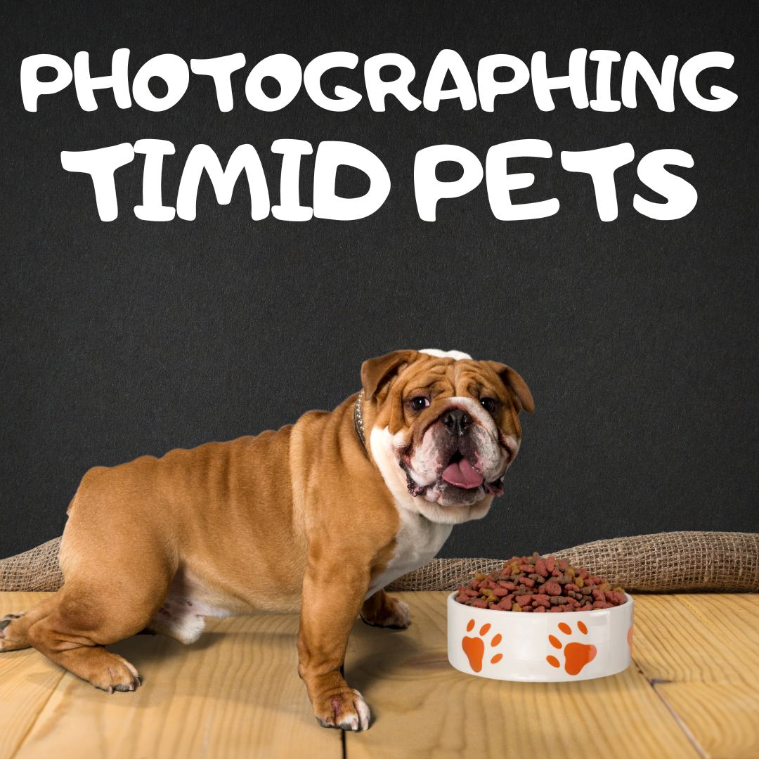 Photographing Timid Pets: From Shy to Showstopper