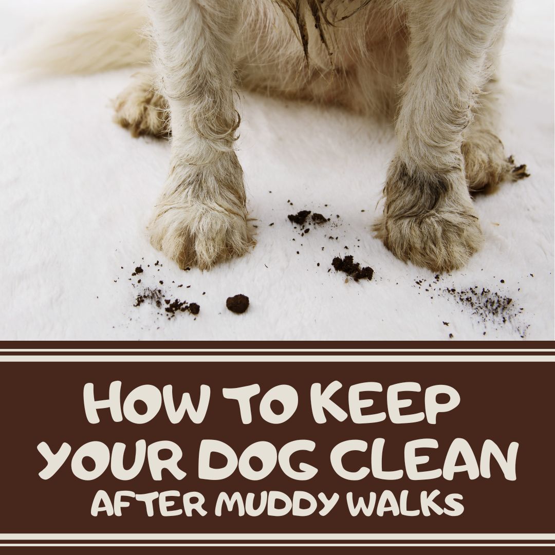How to Keep Your Dog Clean After Muddy Spring Walks