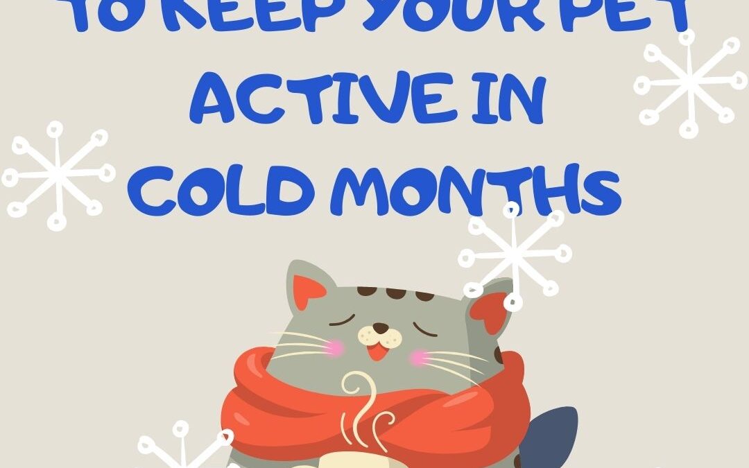 Indoor Activities to Keep Your Pet Active During Cold Months