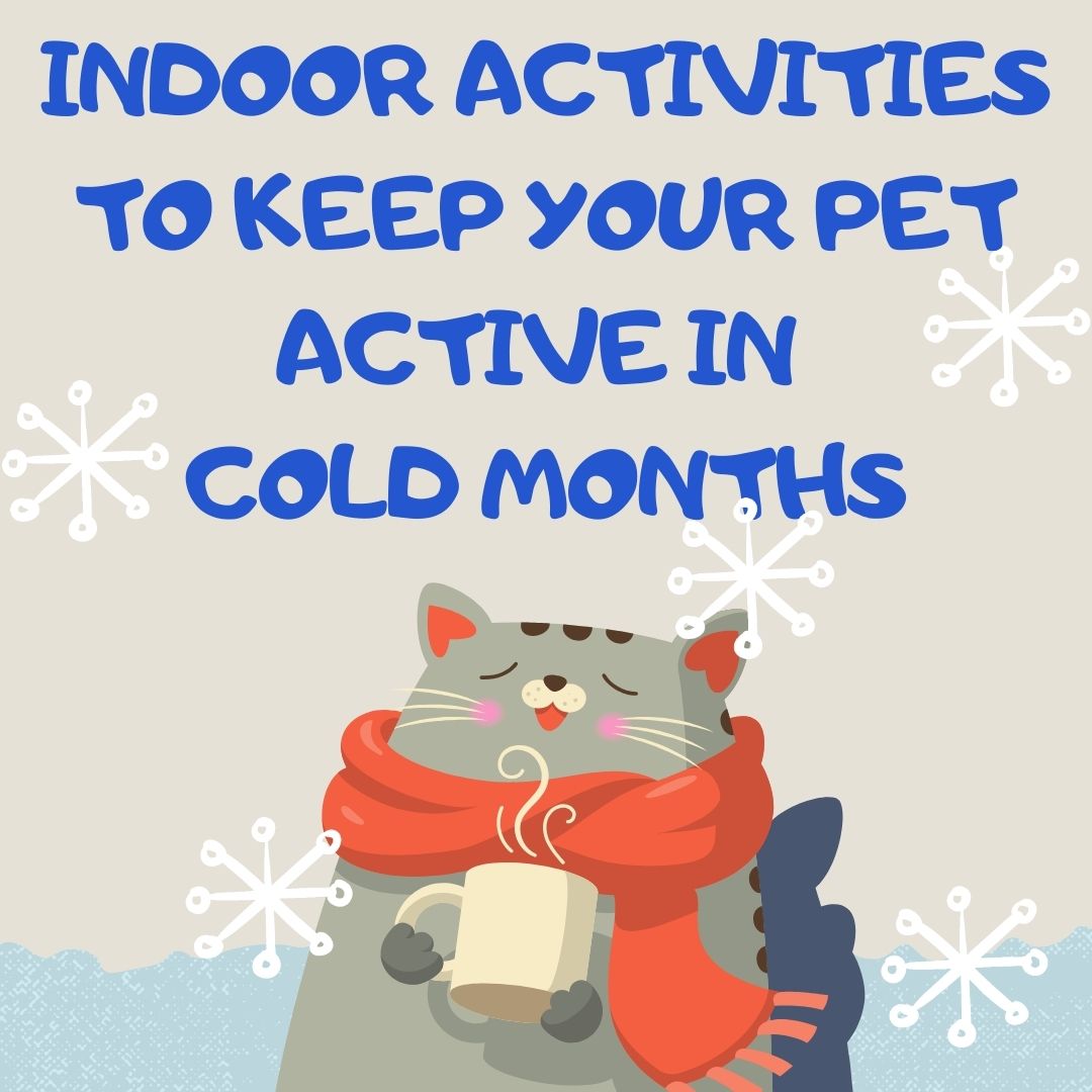 Indoor Activities to Keep Your Pet Active During Cold Months