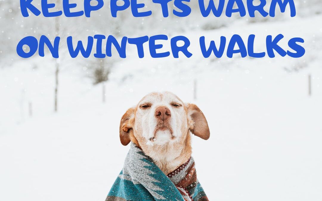 Keep Dogs Warm on Winter Walks