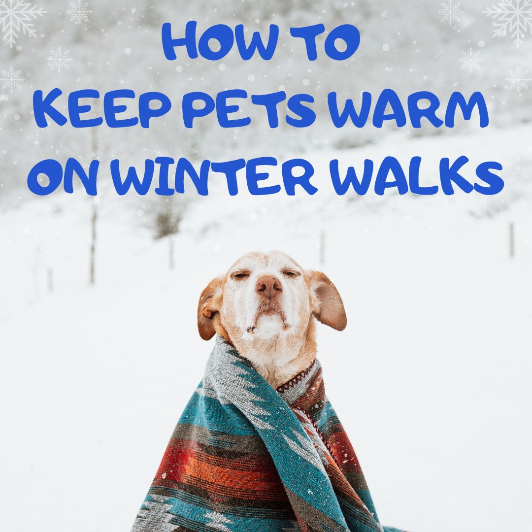 Keep Dogs Warm on Winter Walks