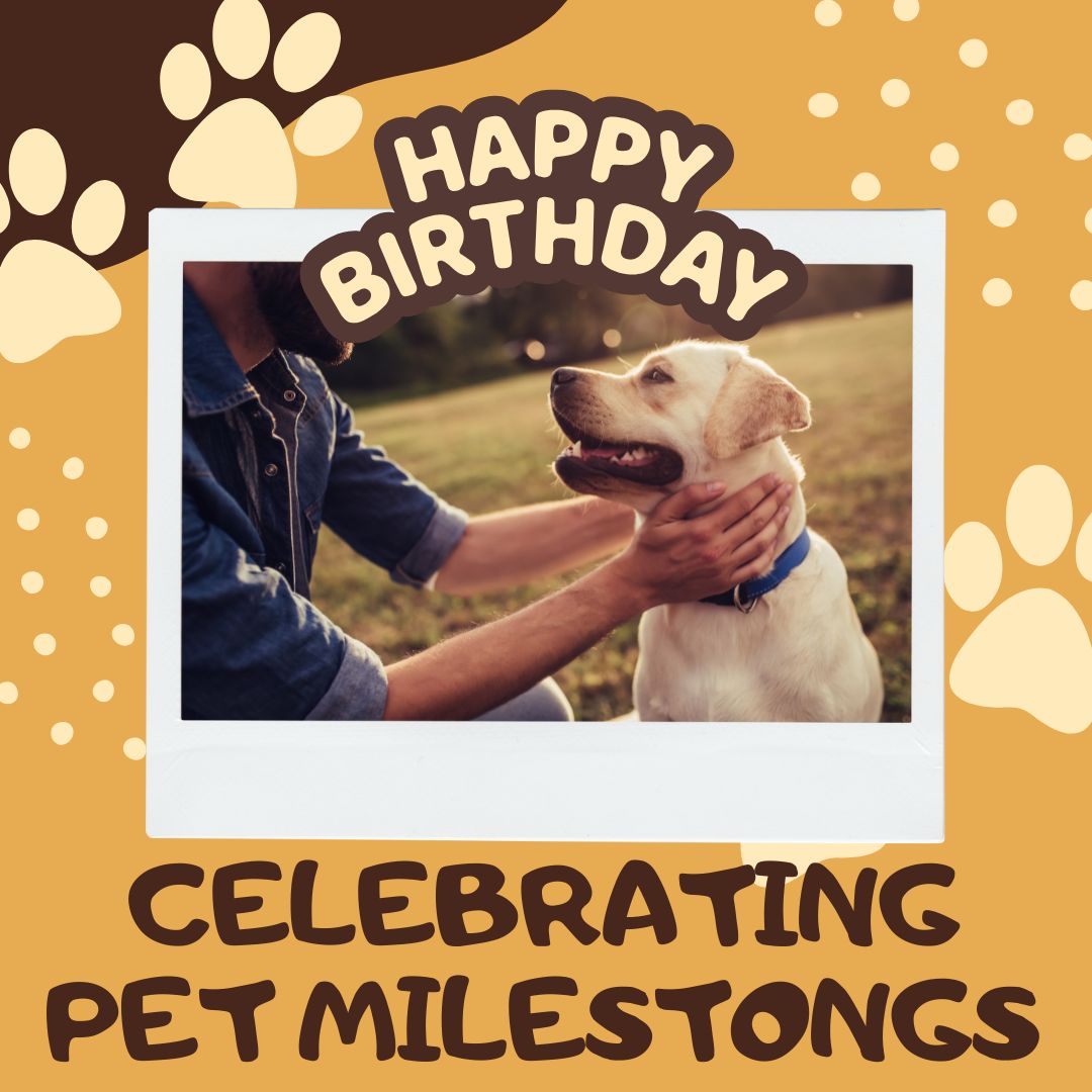 Celebrating Pet Milestones: Birthday and Adoption Day Pet Photo Ideas