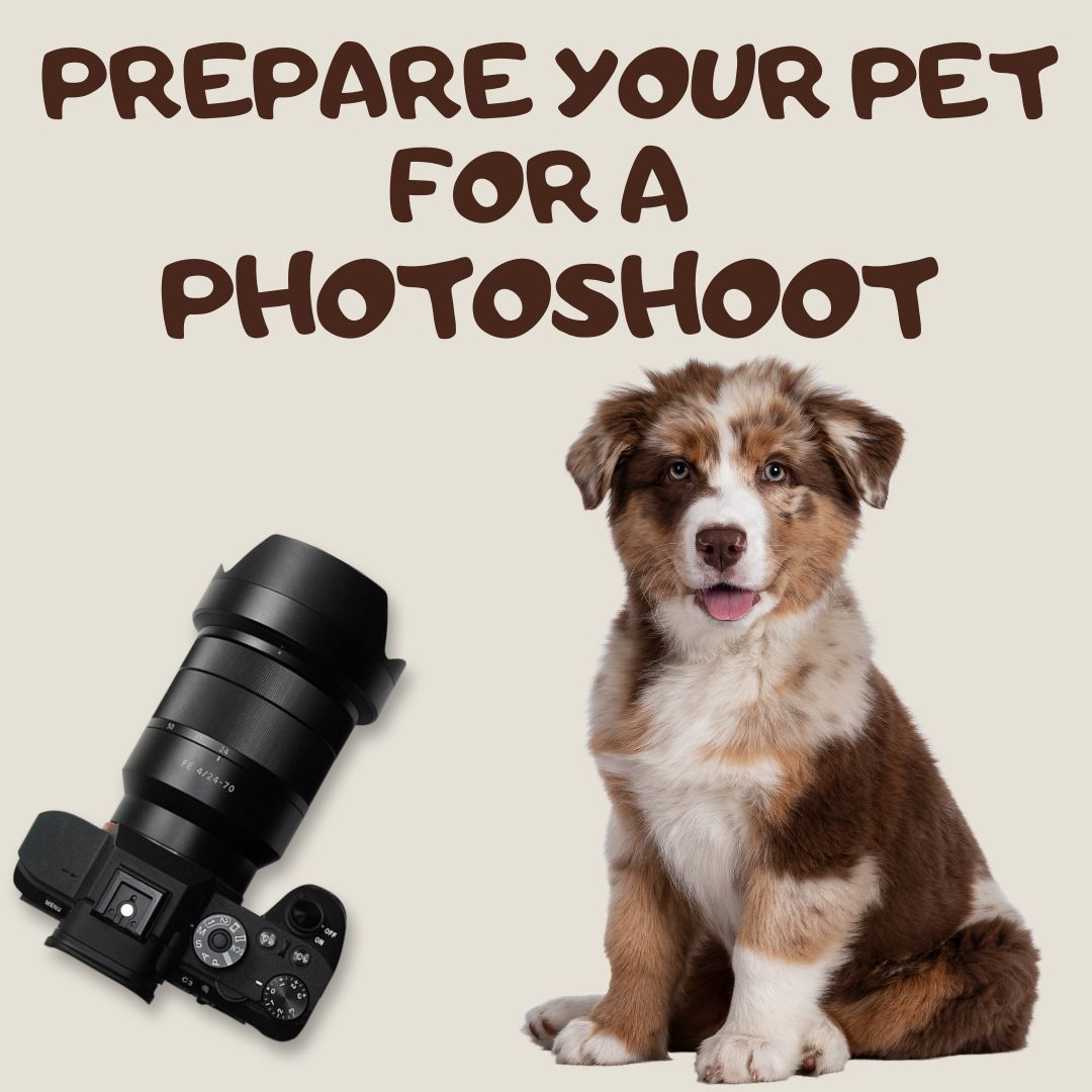 Prepare Your Pet for a Photoshoot: 10 Tips