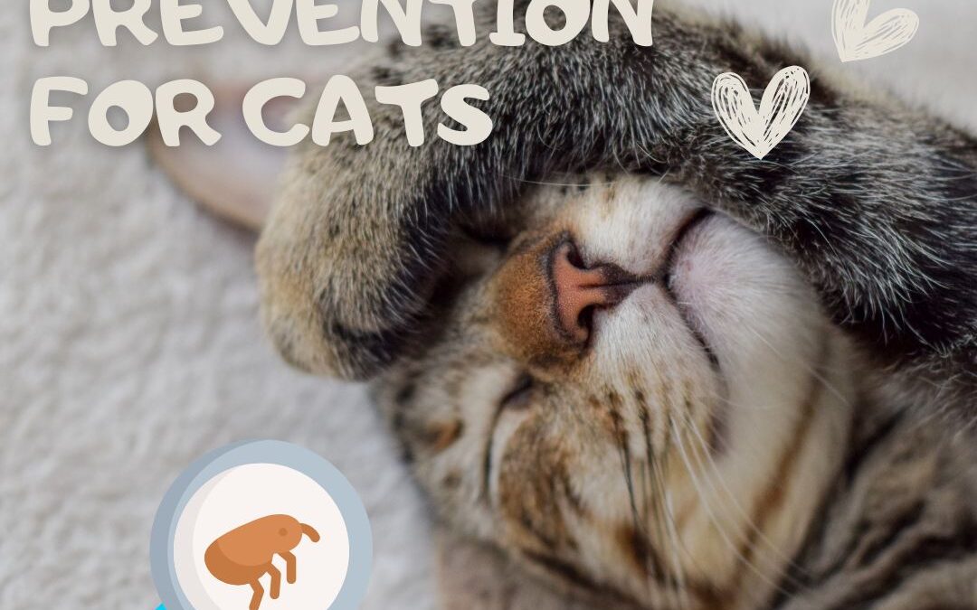 Flea & Tick Prevention for Cats: What Pet Owners Should Know