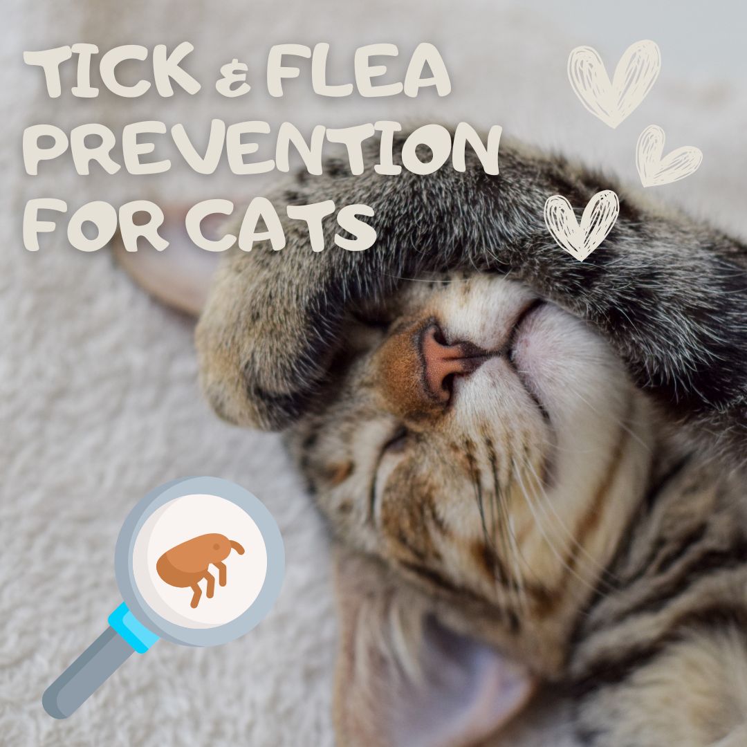 Flea & Tick Prevention for Cats: What Pet Owners Should Know