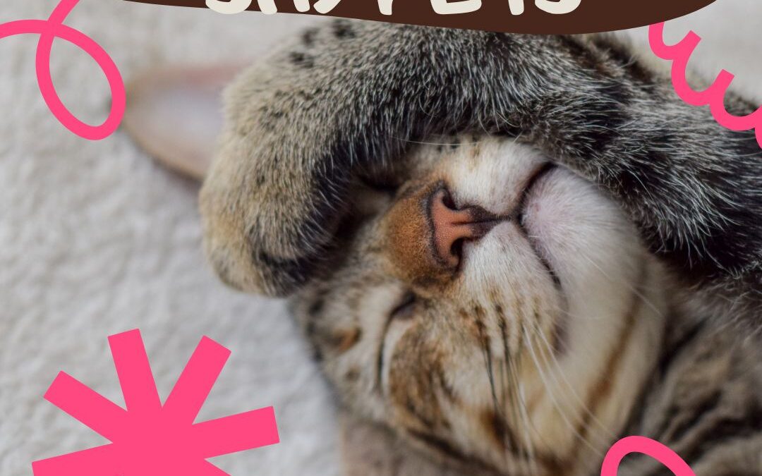 Tips for Photographing Shy Pets