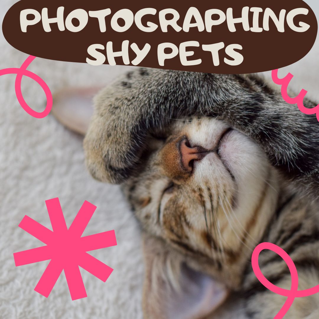 Tips for Photographing Shy Pets