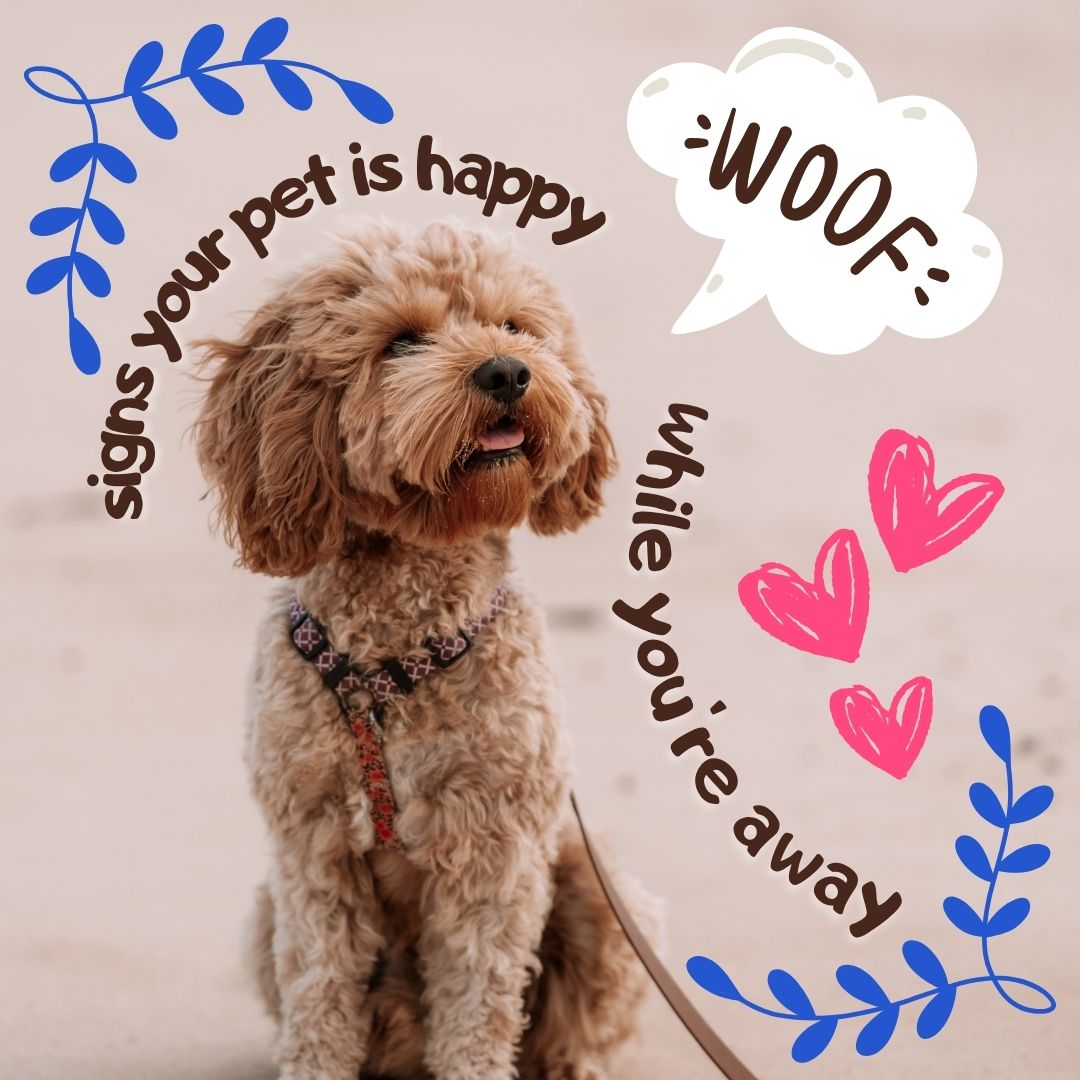 Signs Your Pet Is Happy While You’re Away