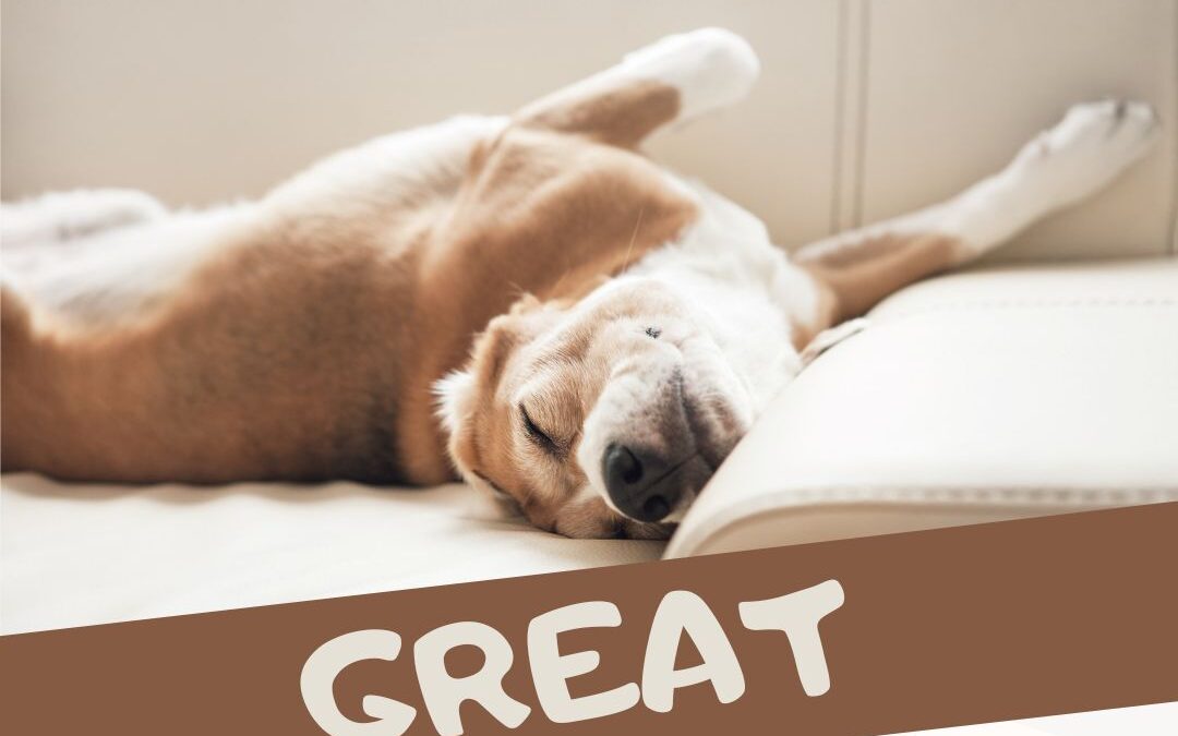 Signs You’ve Found a Great Pet Sitter