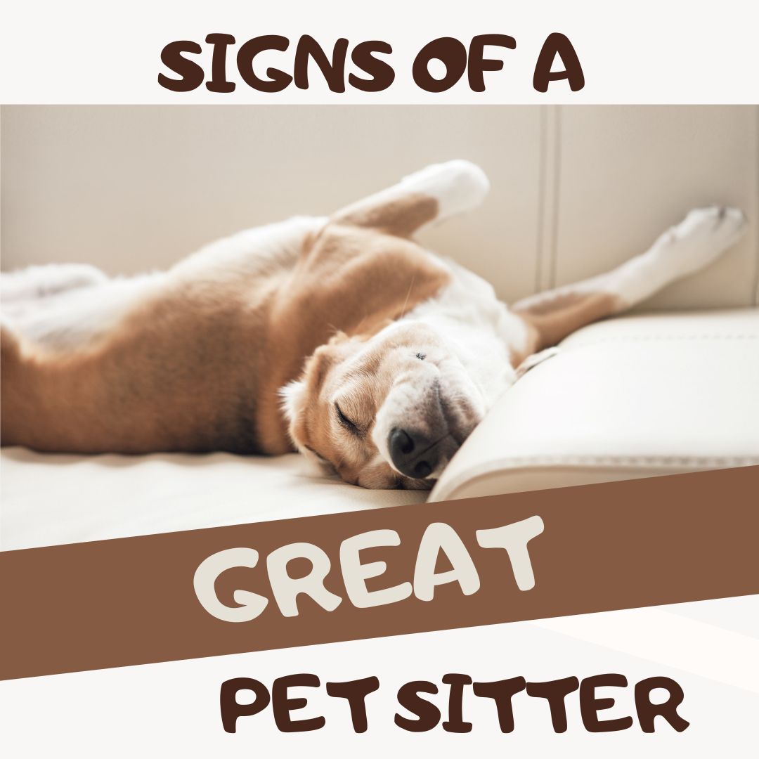 Signs You’ve Found a Great Pet Sitter