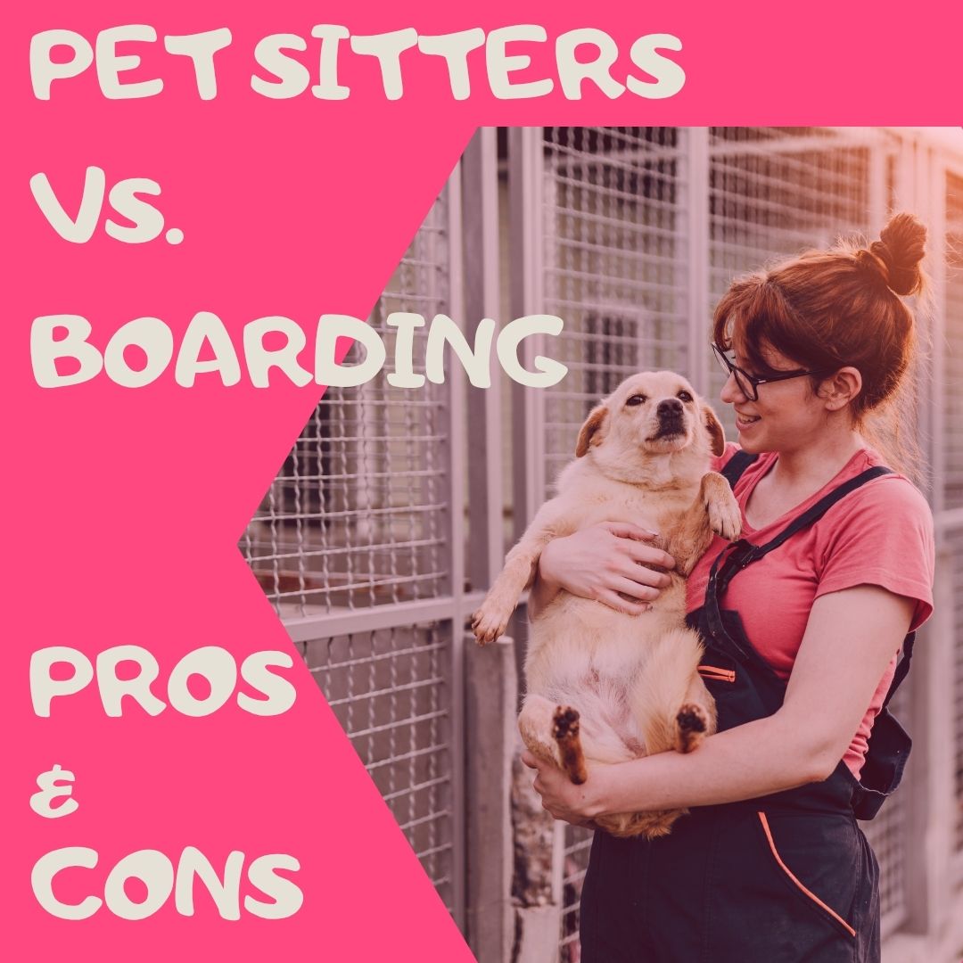 Pet Sitting vs. Boarding – Pros & Cons