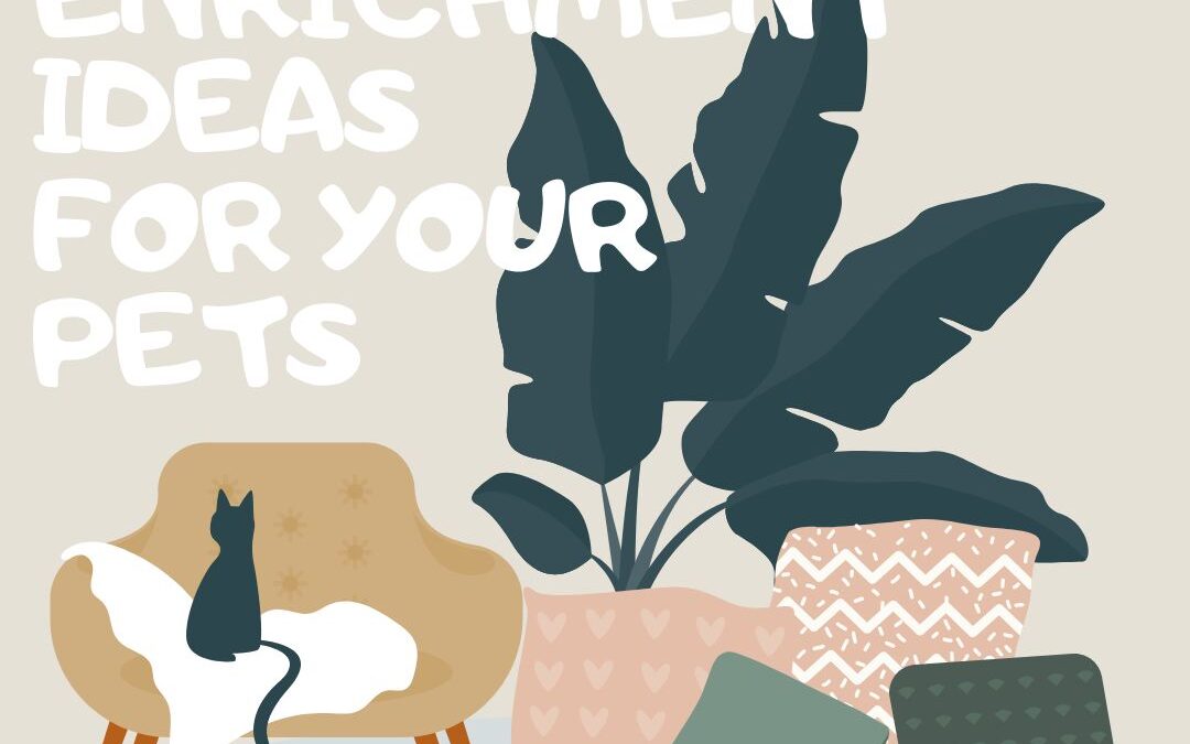 Enrichment Ideas for Pets During Chilly Indoor Days: Games, Toys, and Activities to Keep Pets Busy