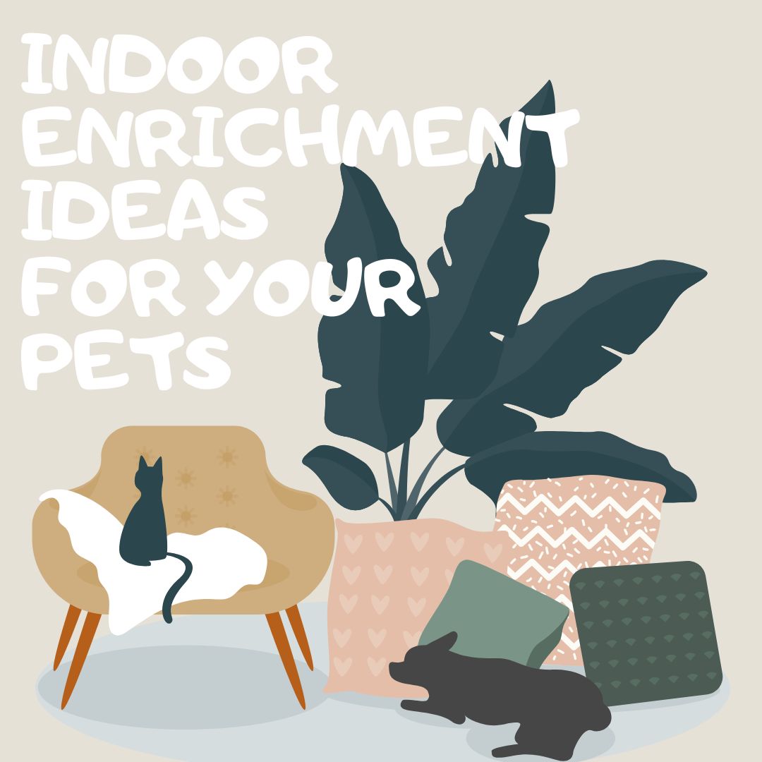 Enrichment Ideas for Pets During Chilly Indoor Days: Games, Toys, and Activities to Keep Pets Busy