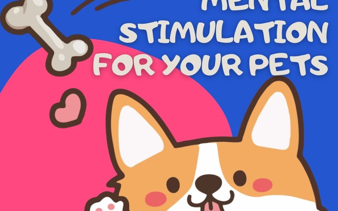 Mental Stimulation for Pets – The Benefits