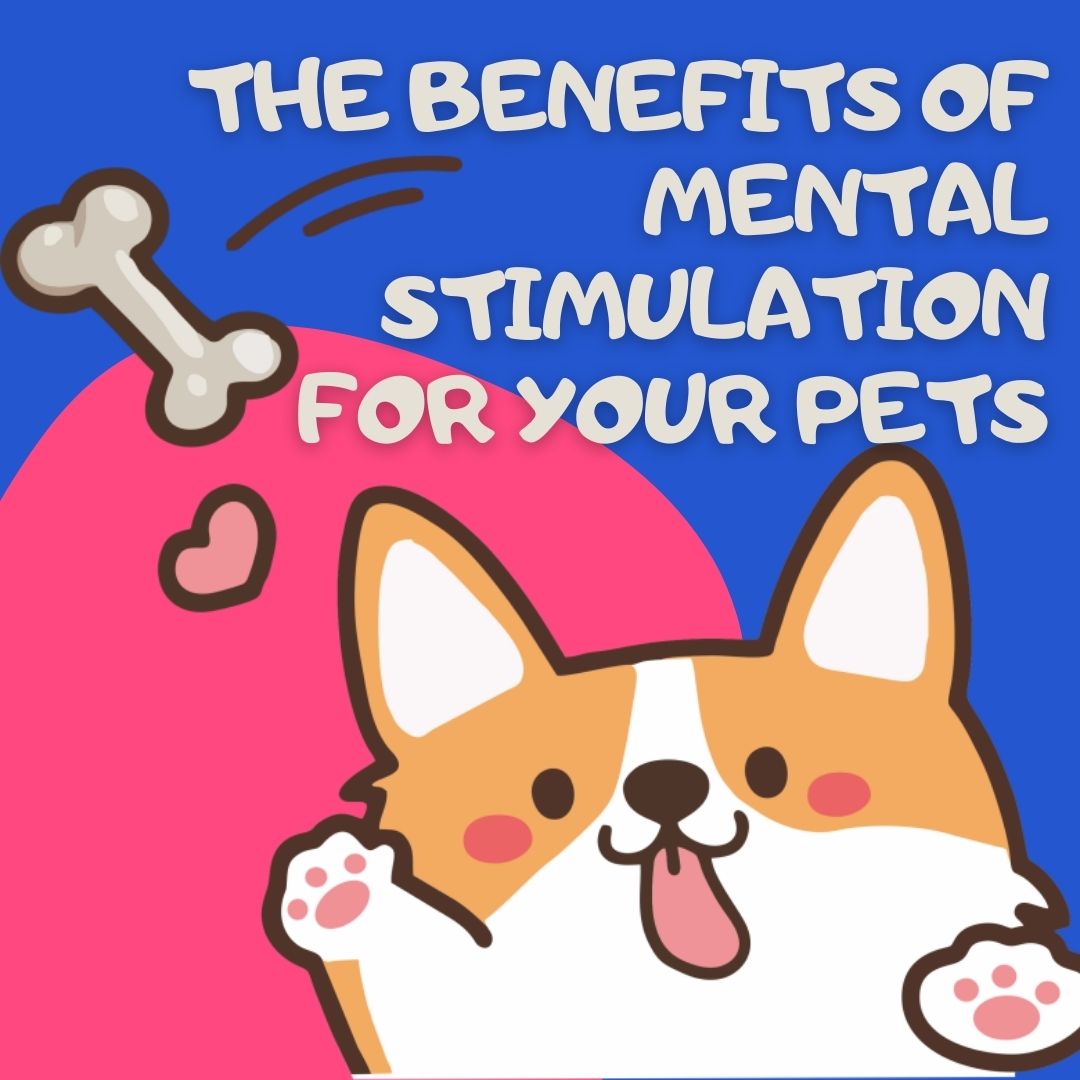 Mental Stimulation for Pets – The Benefits
